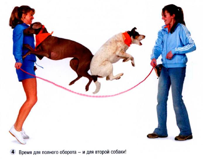 Как отучить собаку прыгать на людей и хозяина – 10 лучших методик | звери дома