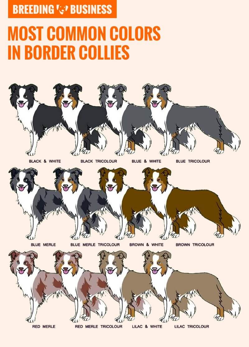 Размеры, окрасы, виды шерсти и характеристики породы собак бордер колли