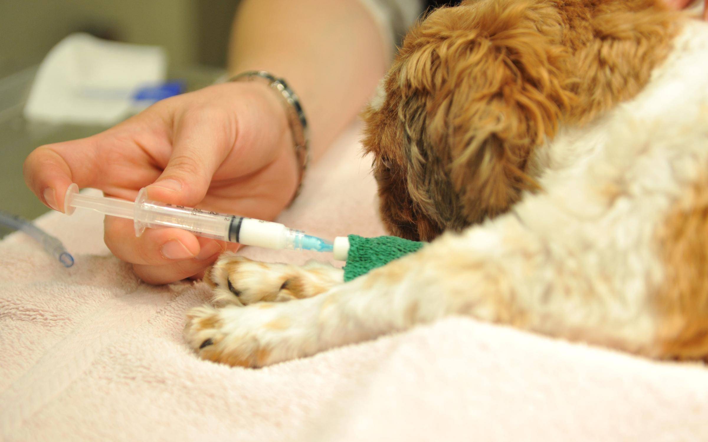 Эвтаназия собак на дому: способы усыпления и методы проведения процедуры