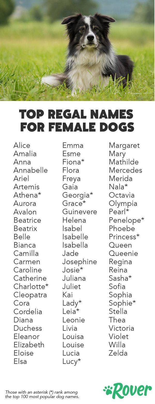 Самые популярные американские клички для собак мальчиков и девочек, на английском языке