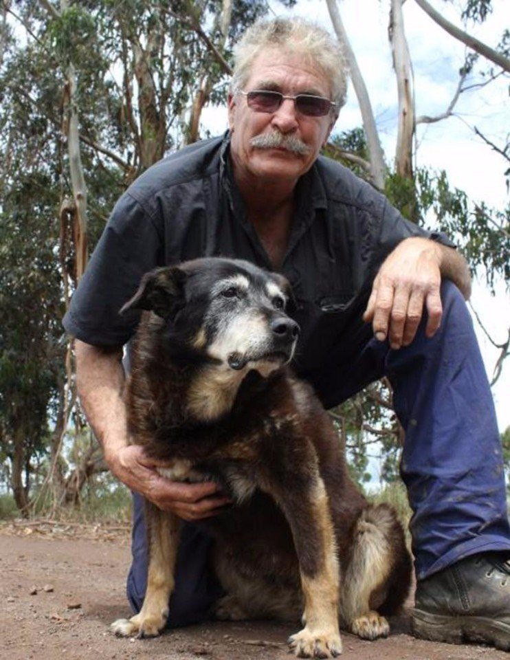 Самая старая собака в мире — породы-долгожители с фото и названиями
