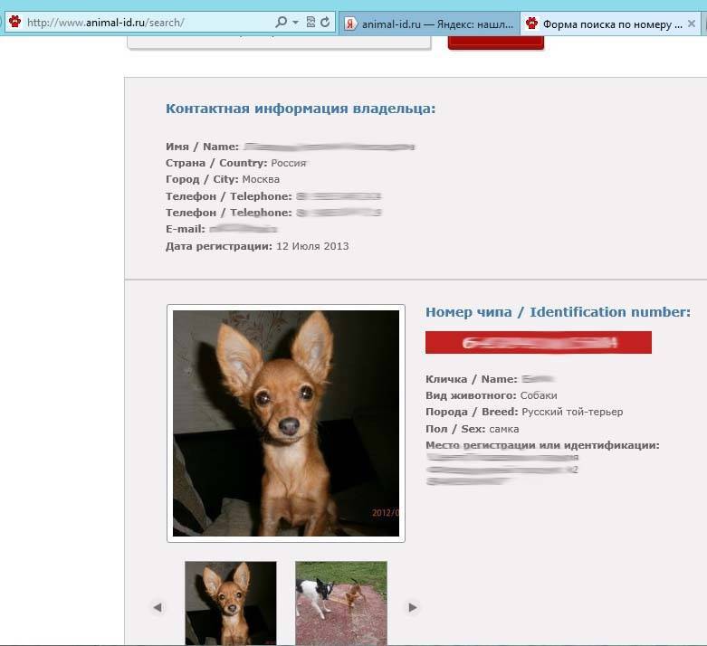 База данных чипированных собак: возможно ли найти собаку с помощью чипа