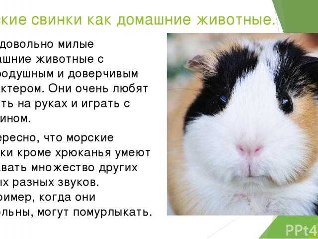 Моя морская свинка любит меня? — основные сигналы! — сайт эксперта по животным — howmeow