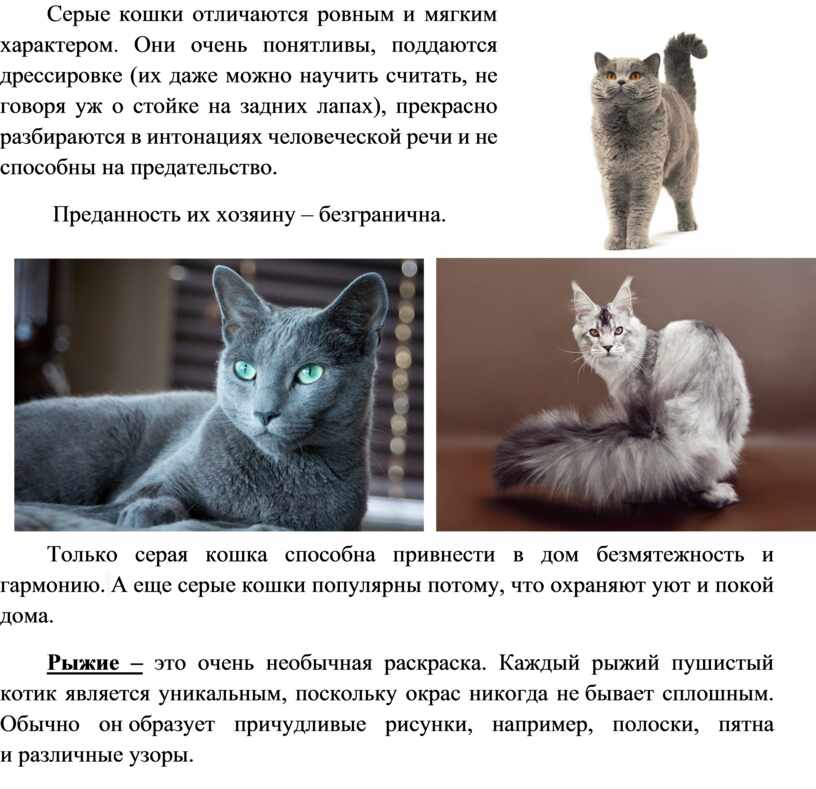 Кимрик кошка: история породы, внешние особенности, правила содержания