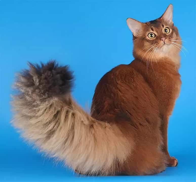 Невская маскарадная кошка