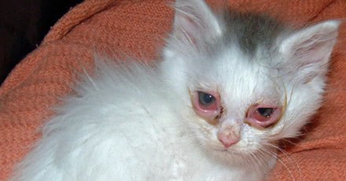 Хламидиоз у кошек: первые симптомы, варианты лечения и профилактика заболевания (90 фото)