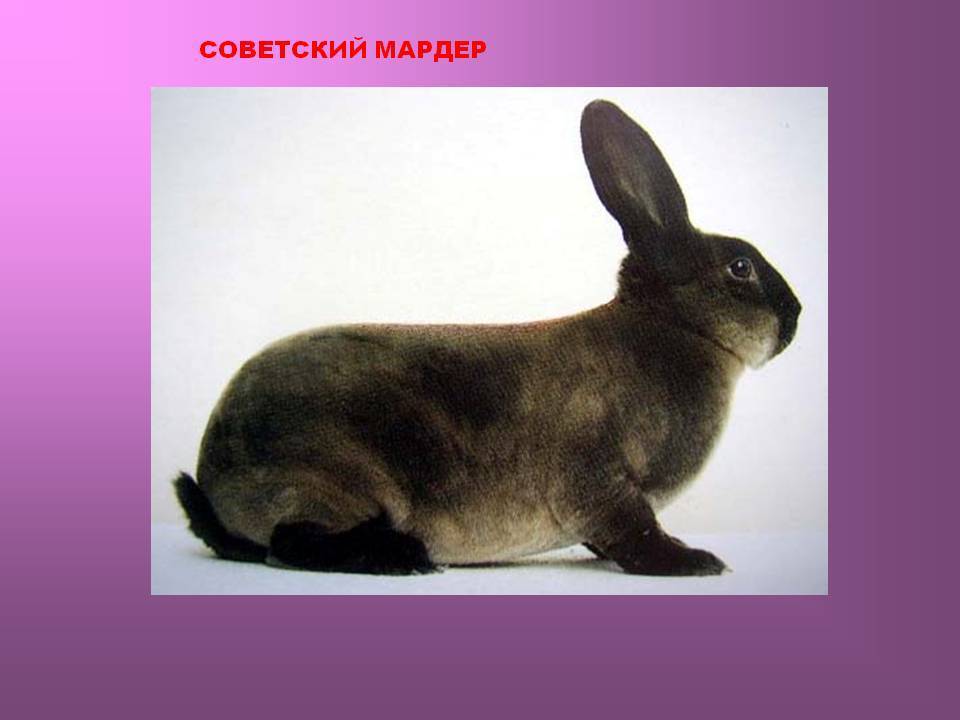 Кролики породы советский мардер: характерные черты, критерии выбора, характерные болезни, правила содержания, рацион