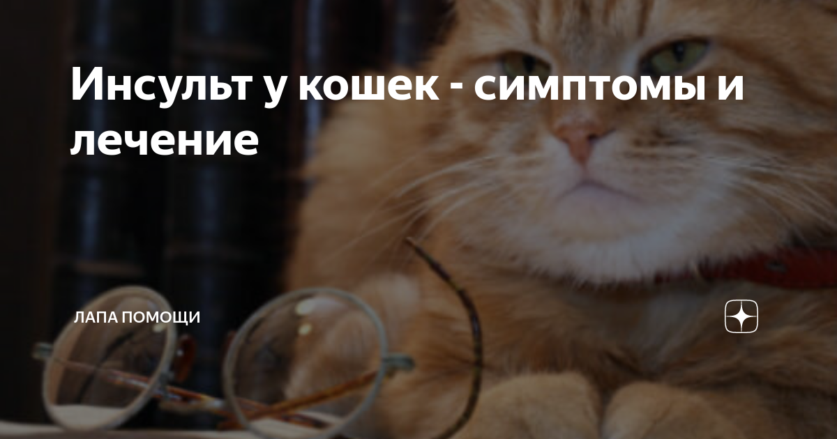 Симптомы и лечение инсульта у кошек