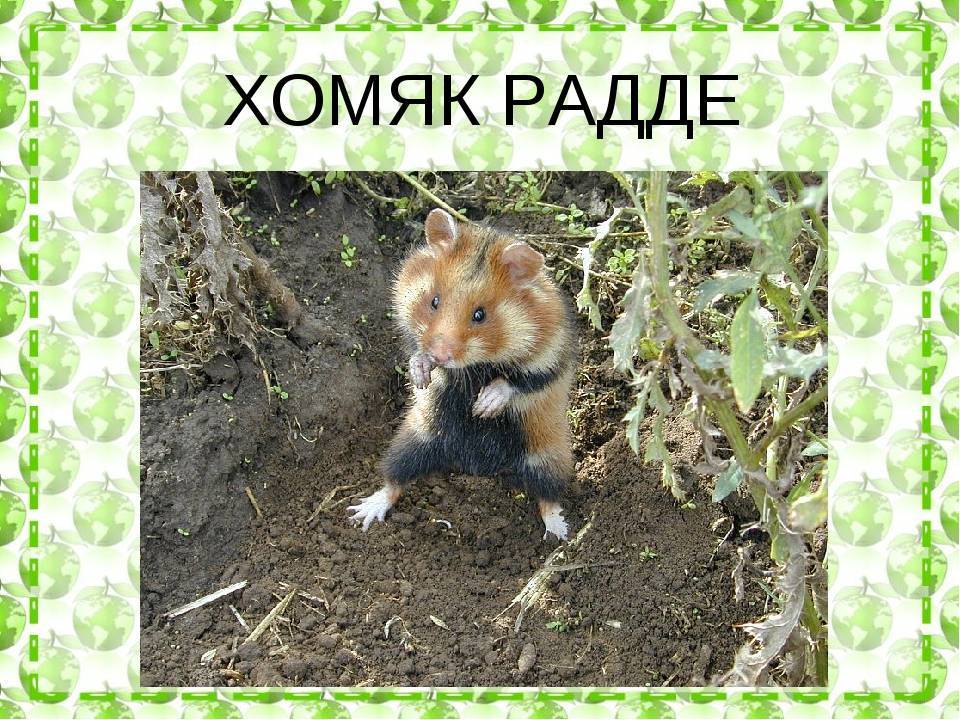 Тебердинский заповедник - красная книга россии.