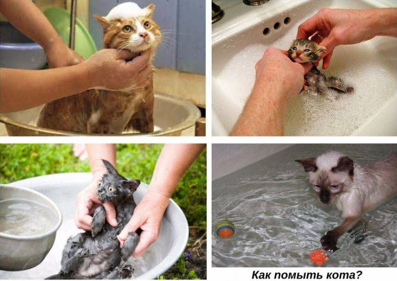 Как купать котенка в первый раз: когда можно начать и как часто?