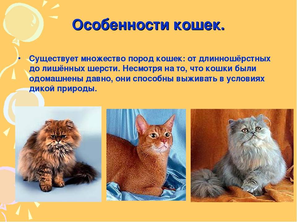 Какие породы кошек самые ласковые и добрые