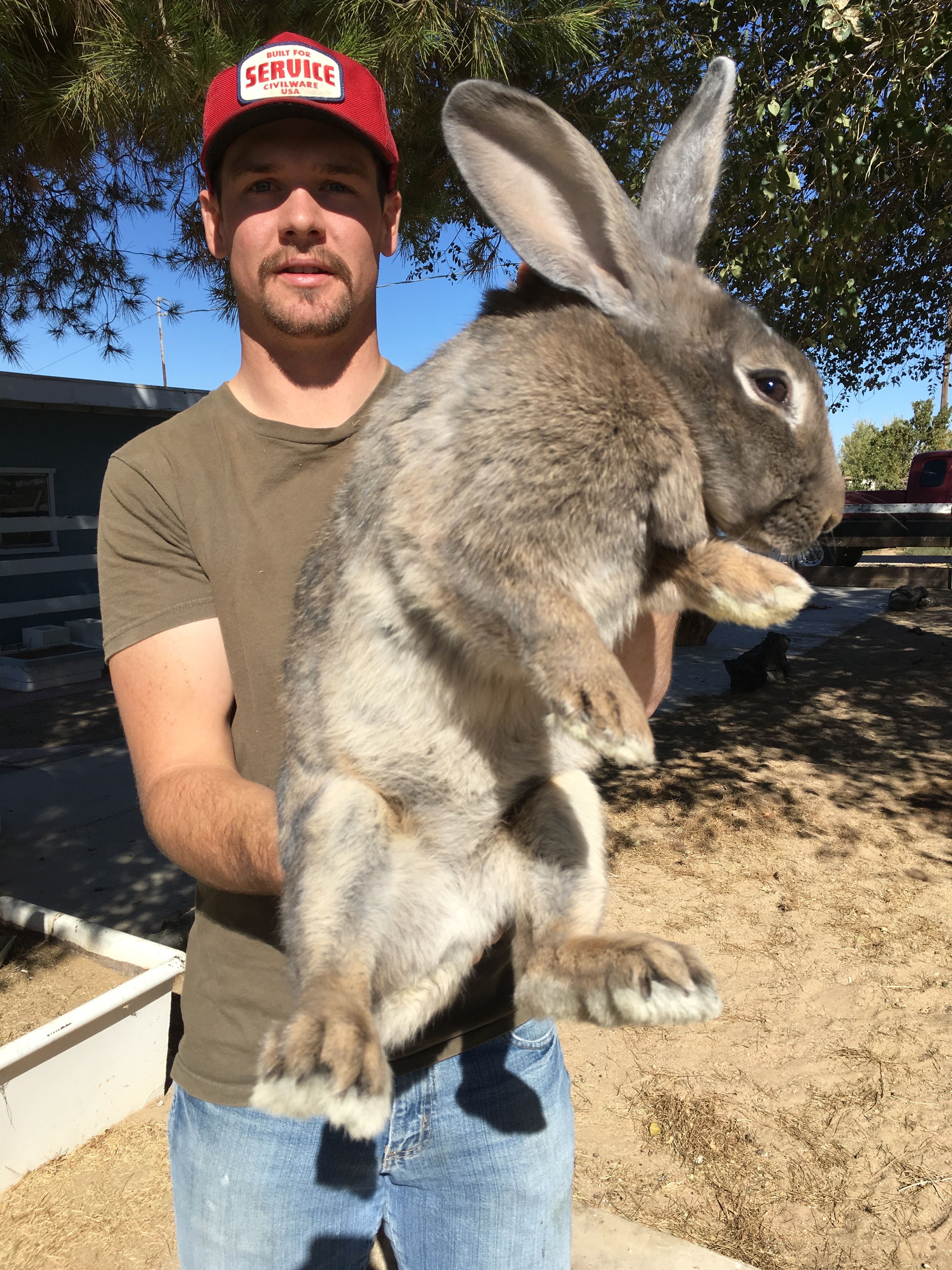 Самый большой ручной кролик в мире