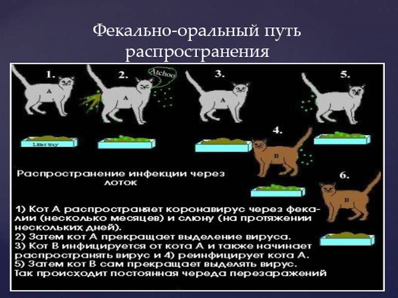 Вирусный перитонит кошек. диагностика, симптомы, профилактика | блог ветклиники "беланта"