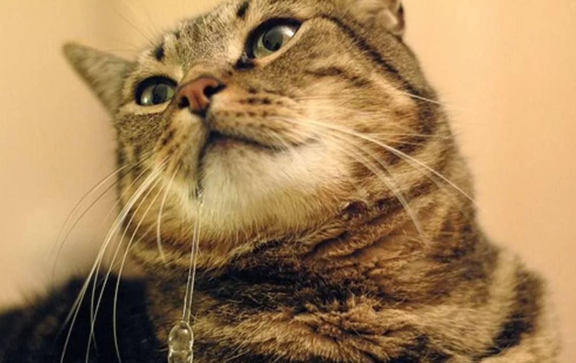 У моей кошки капают слюни. это нормально? причины и лечение повышенного слюноотделения у кошек: почему у кота изо рта обильно текут прозрачные, как вода, слюни?