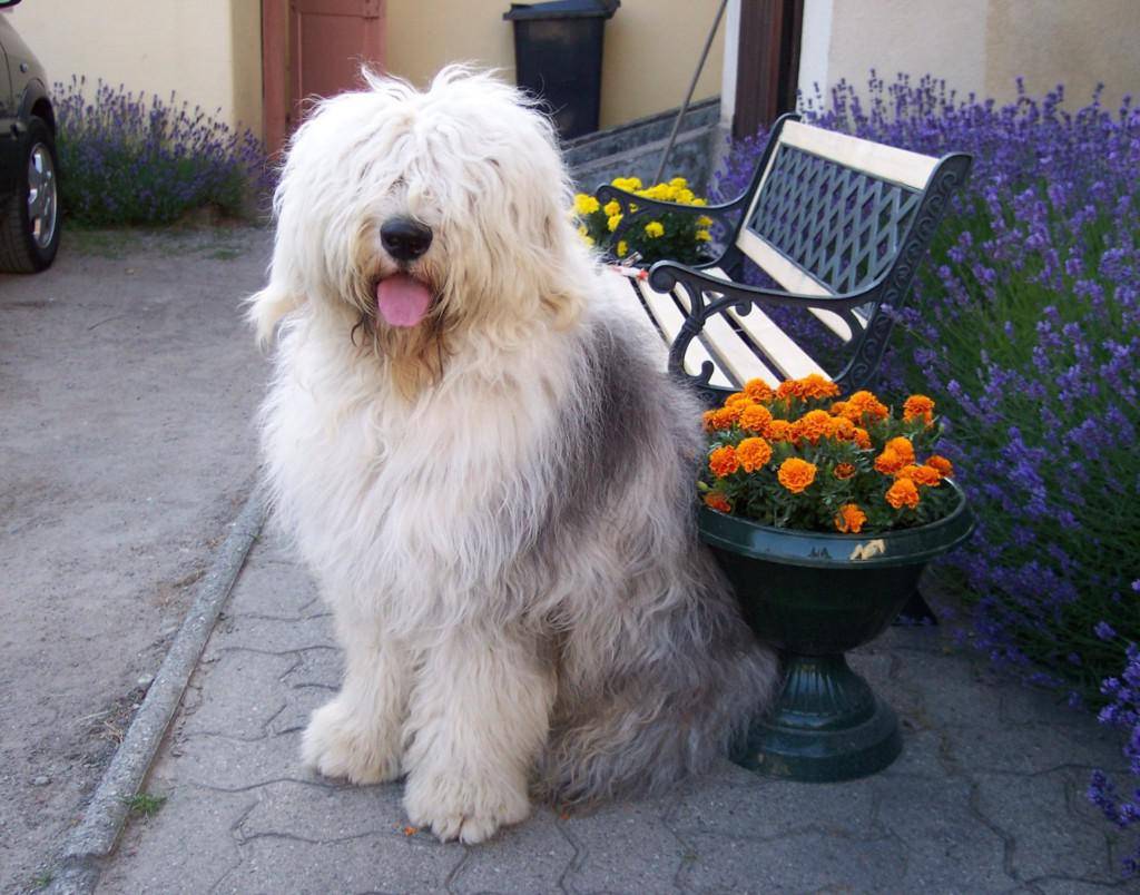 Собака бобтейл (староанглийская овчарка) — фото, описание породы, правила содержания