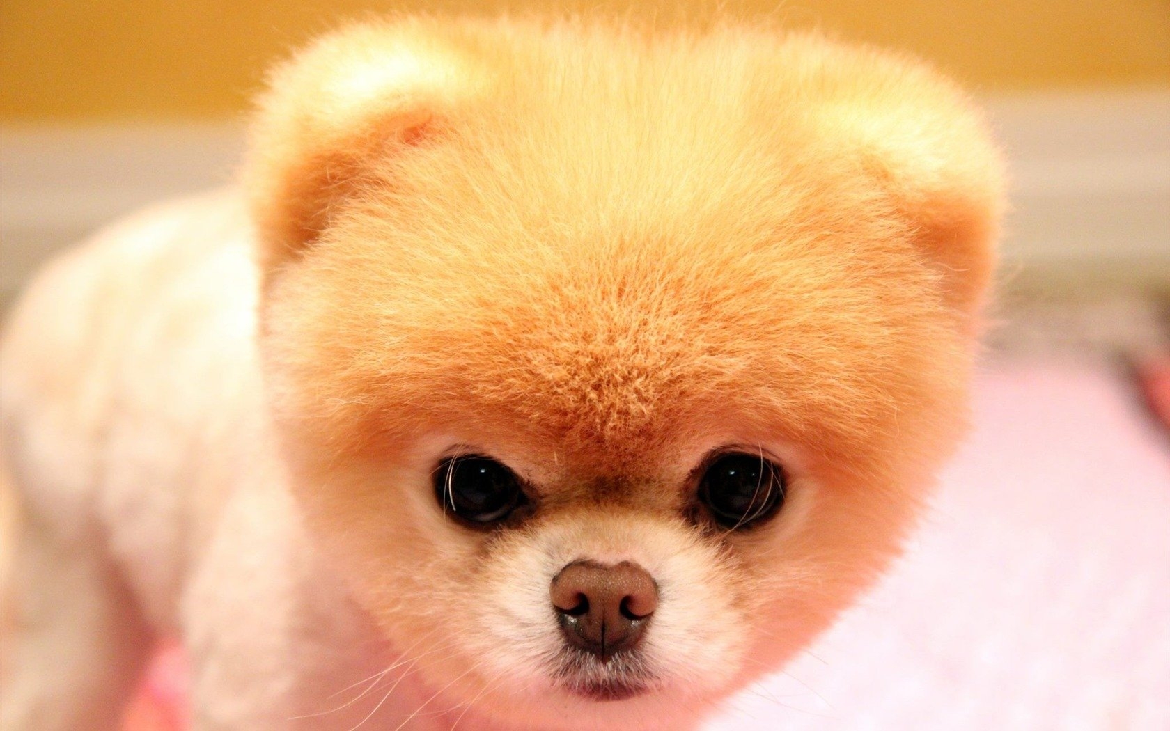 Самые милые породы собак: топ-10 лучших, которые захочет завести каждый
