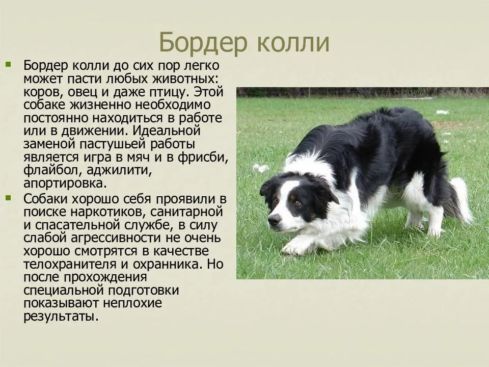Собака колли: характер, описание породы, особенности содержания