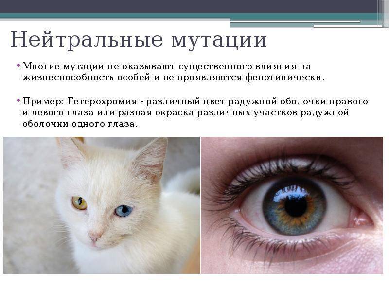 Кошки с голубыми глазами: названия пород, их описания и фото
