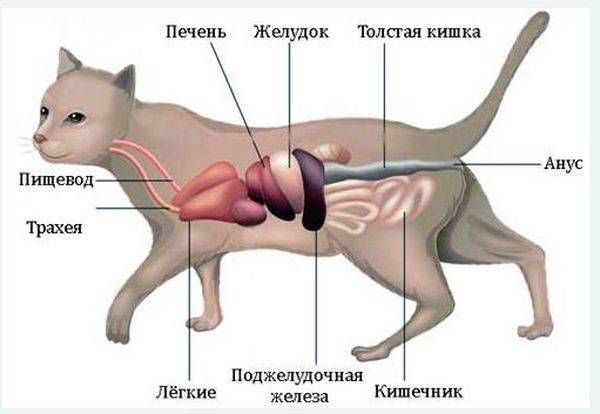 Осложнения у кошки после родов: виды, признаки, лечение