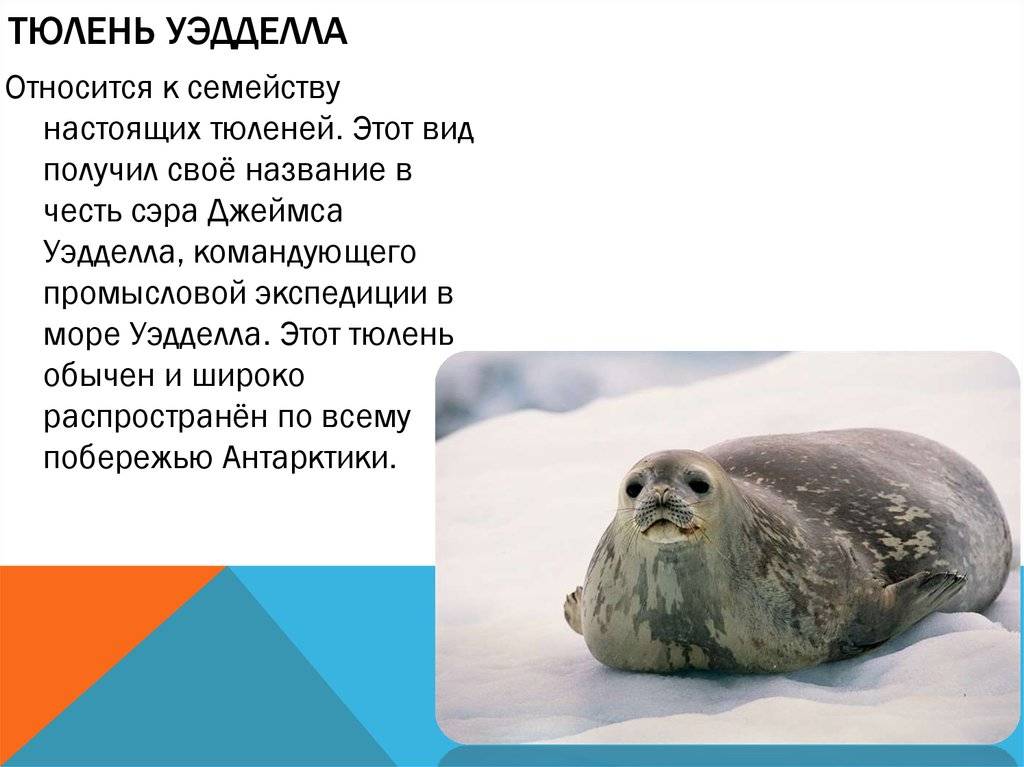Факты о тюленях уэдделла: животные антарктиды