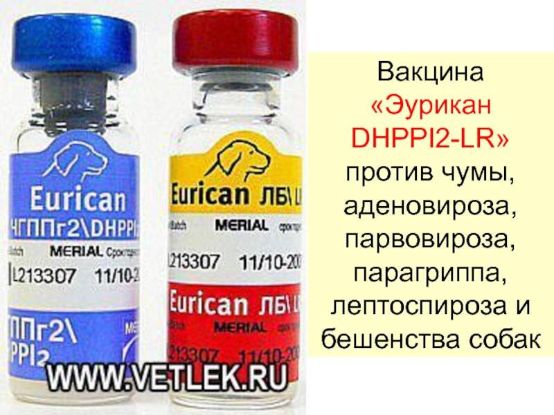 Эурикан для собак — инструкция по применению вакцин