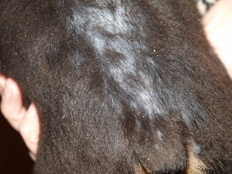 Перхоть у собаки: хейлетиеллез, себорея на спине - причины, симптомы и лечение, что делать, если выпадает шерсть и чешется, а также о противогрибковом шампуне