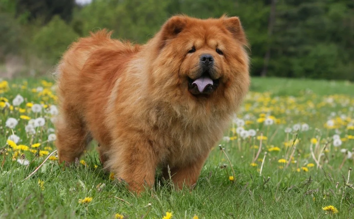 Чау-чау — характеристика породы, история, особенности ухода за собаками