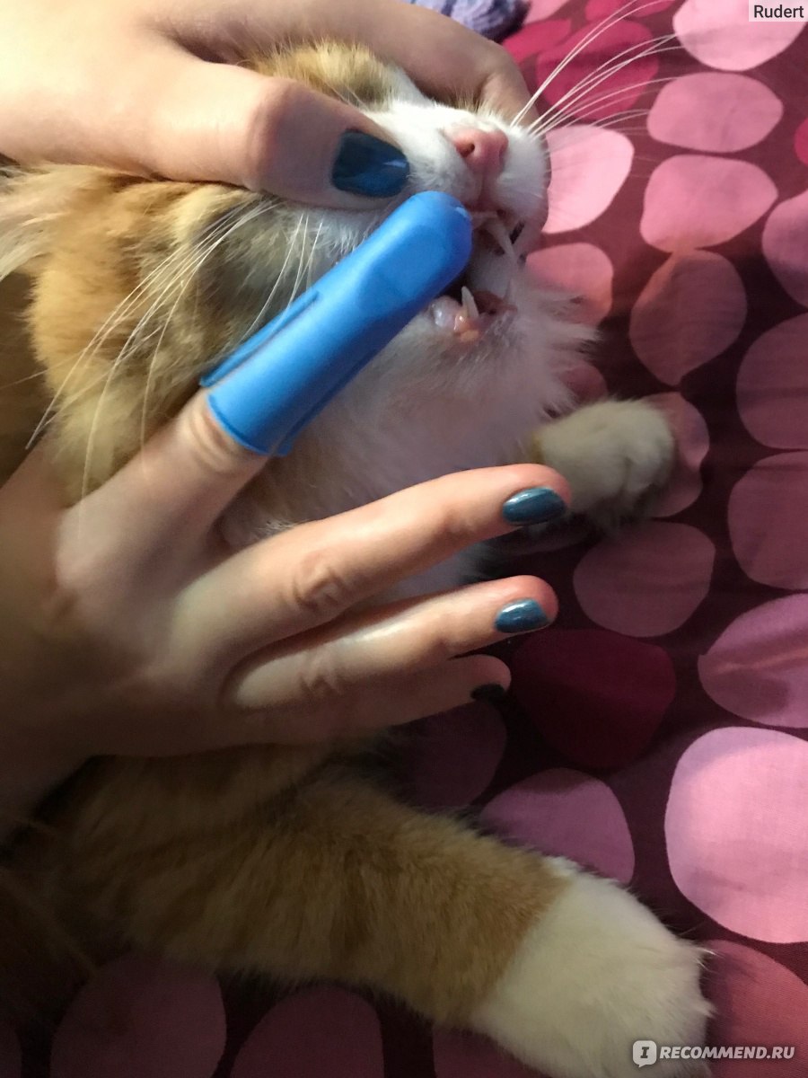 Как ухаживать за зубами кошки: инструкция