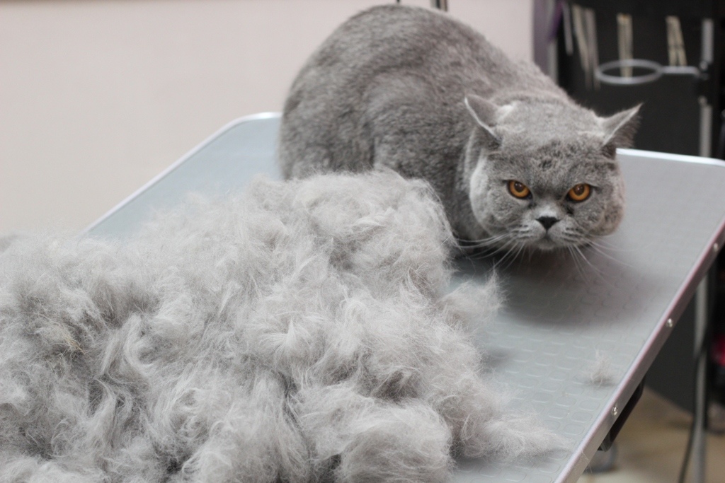 Что делать, если кошка сильно линяет круглый год в домашних условиях, причины выпадения шерсти