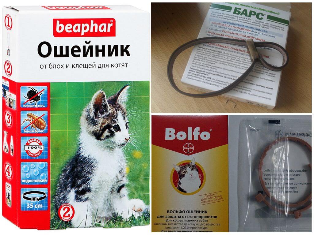 Шампуни от блох для кошек и собак: обзор популярных средств и инструкции по правильному применению