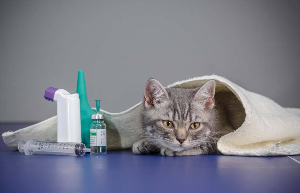 Простуда у кошек: причины, симптомы и лечение