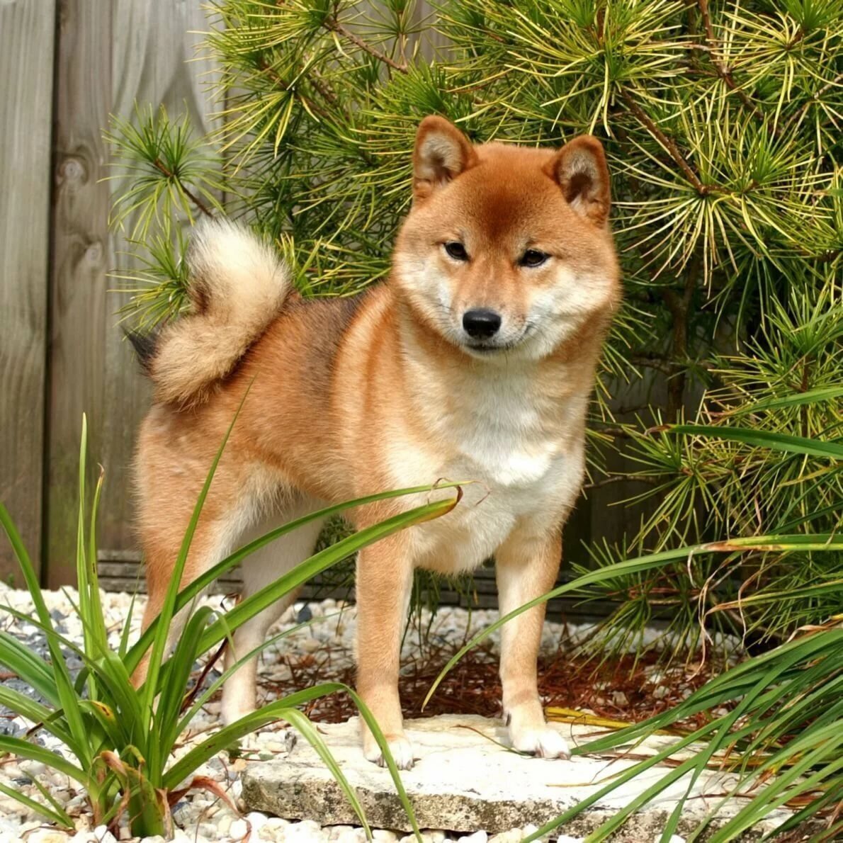 Обзор породы собак сиба-ину: стандарт, уход, фото и отзывы владельцев