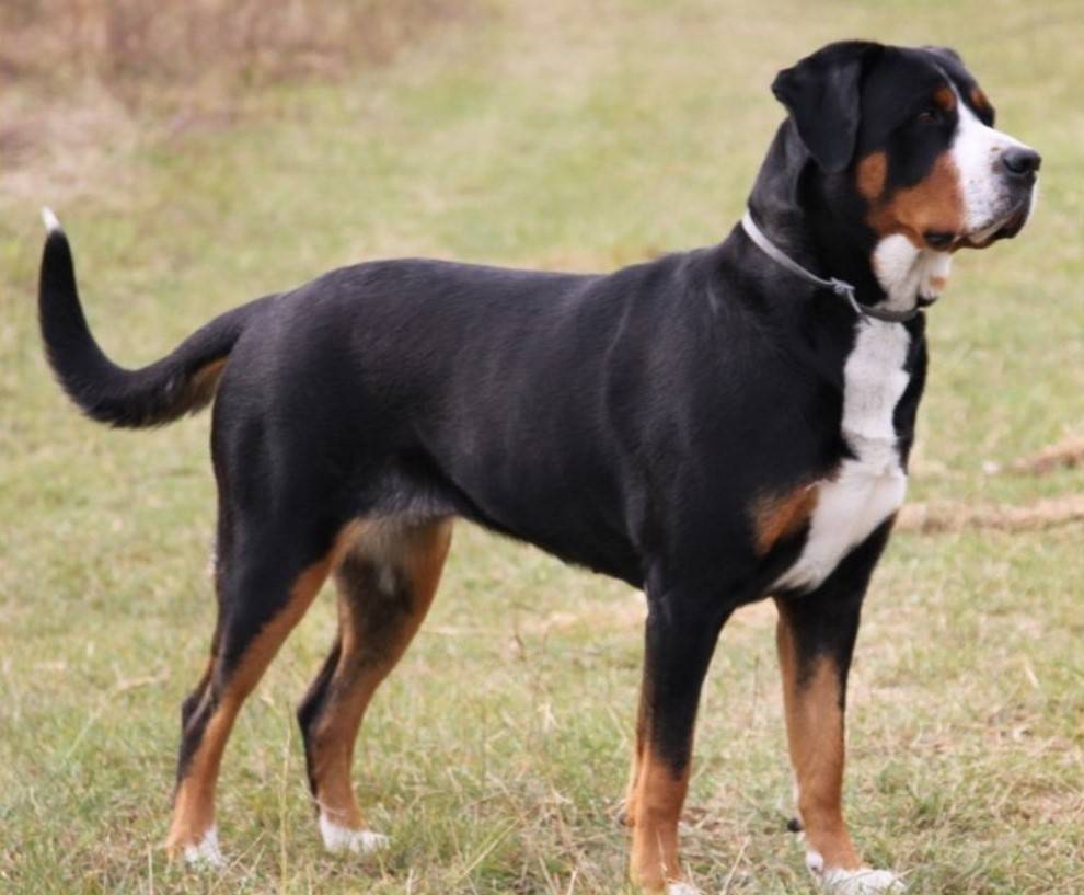 Описание породы собак большой швейцарский зенненхунд: характер, уход, предназначение