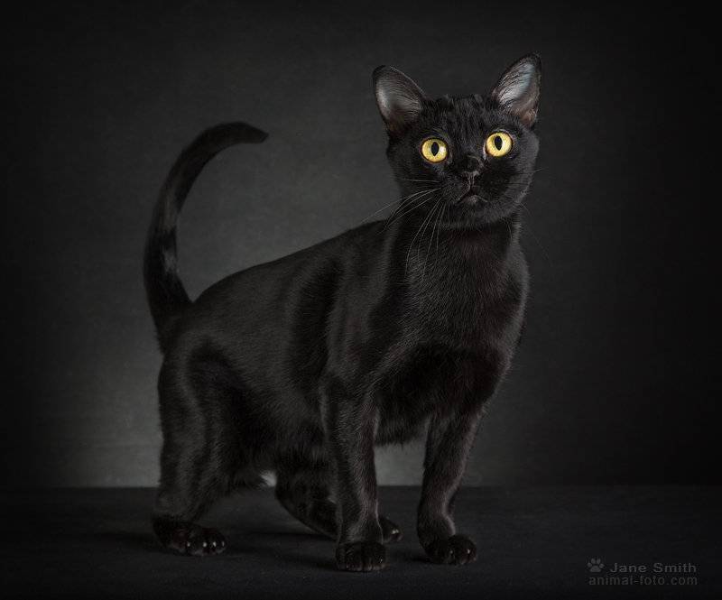 Чем привлекательна загадочная бомбейская кошка – миниатюрная пантера - мир кошек