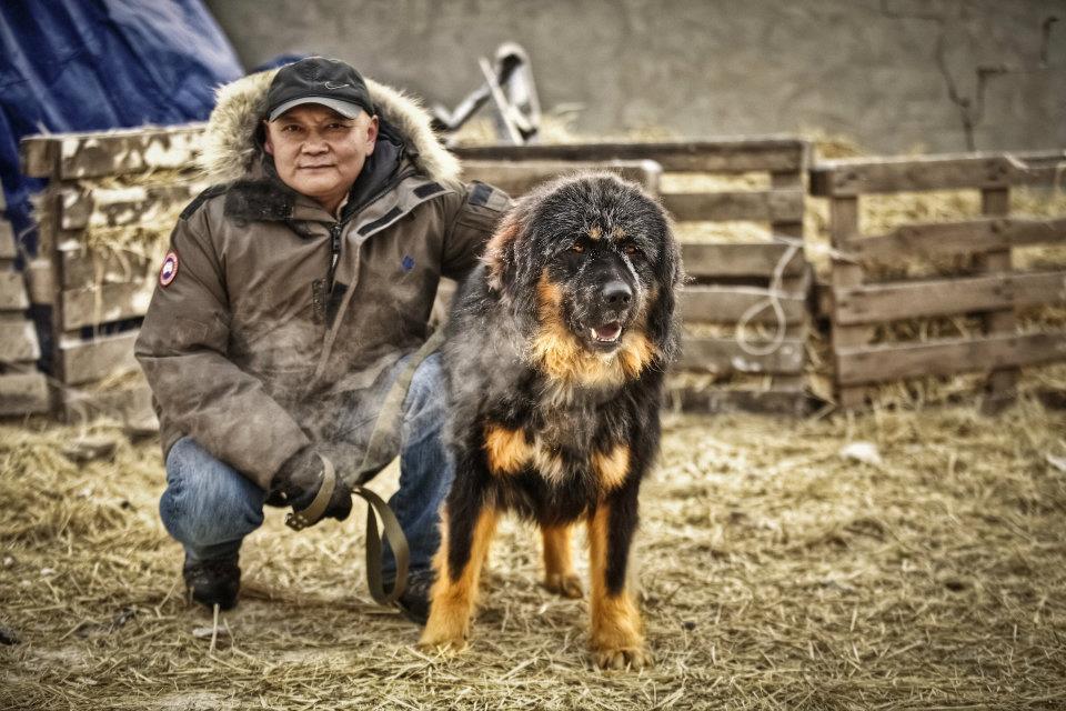 Монгольская овчарка (банхар)
