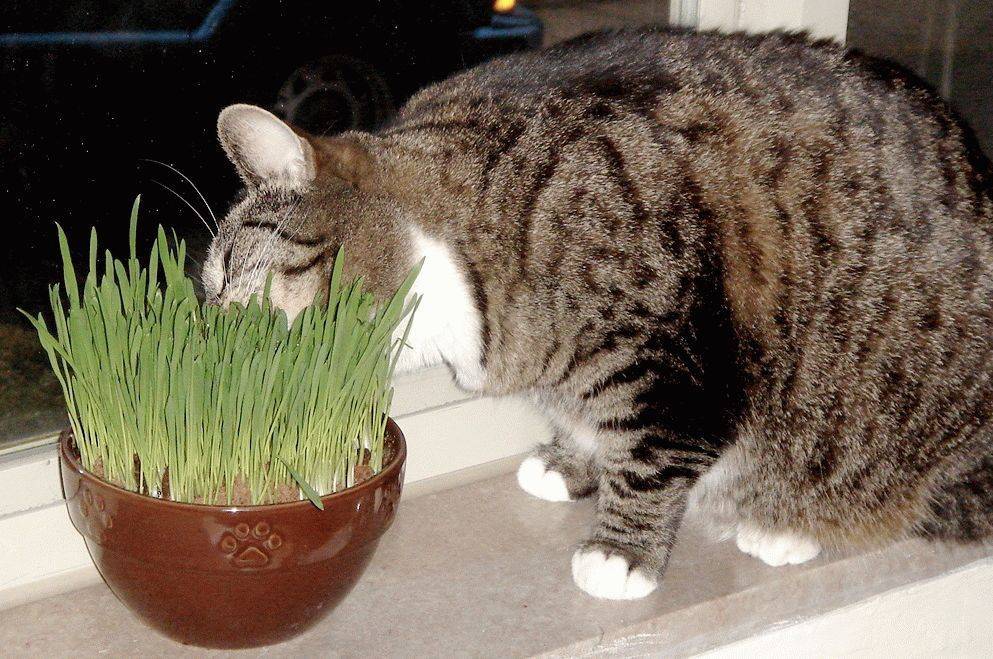 Какую траву любят кошки?