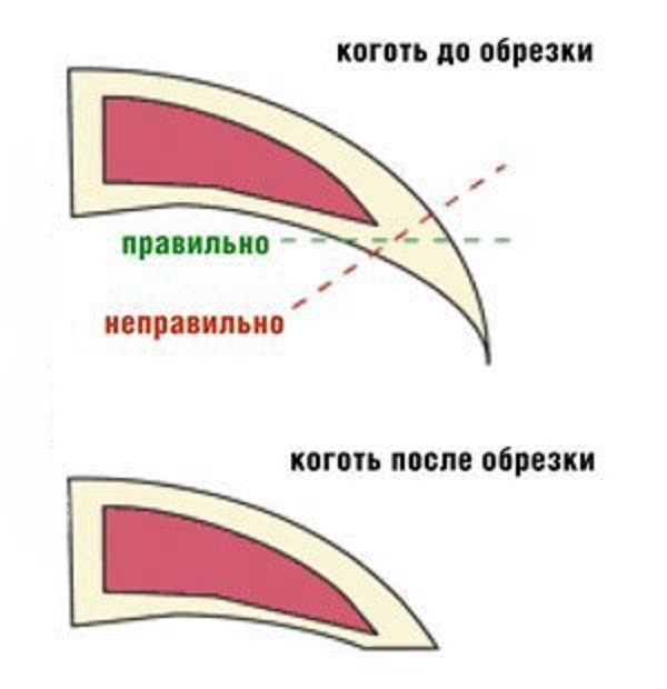 Как правильно подстричь когти кролику в домашних условиях