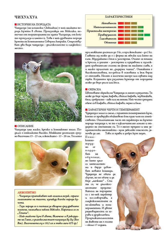 Чихуахуа