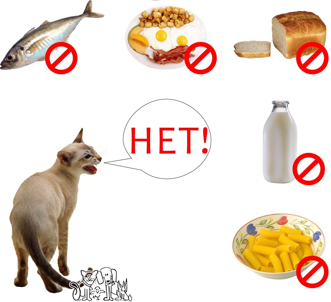 Чем кормить кота, кроме сухого корма: добавки к рациону, лакомства