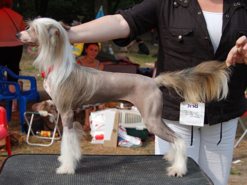 Китайская хохлатая собака: голая, пуховка, особенности ухода