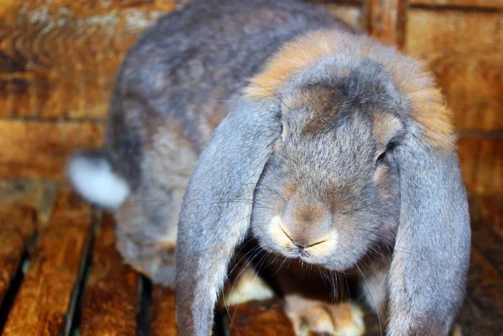 Разберем особенности породы кроликов французский баран