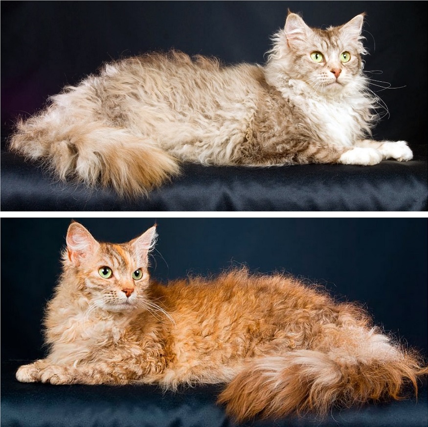 Кошка лаперм: описание и особенности породы