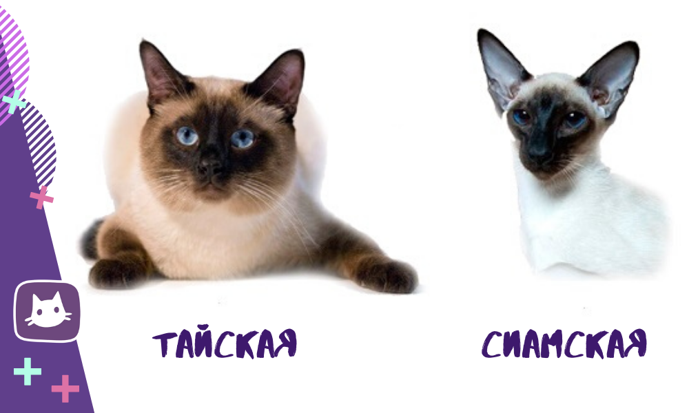 В чём сходства и отличия сиамской кошки от тайской  - mimer.ru