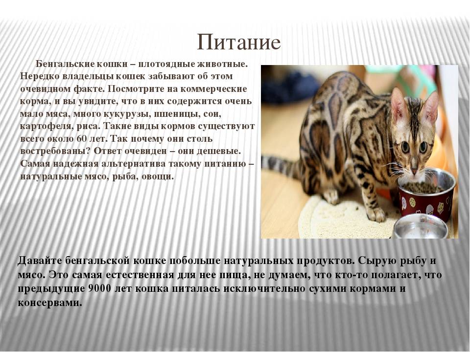 Характер бенгальской кошки