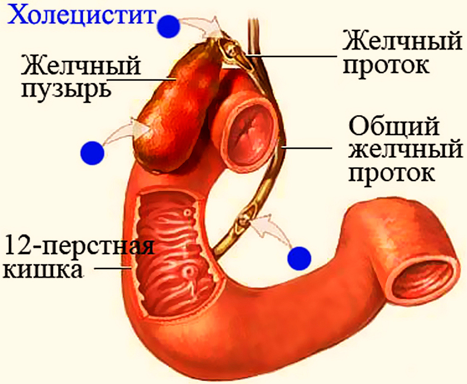 Холецистит у собак - лечение, диагностика | ветклиника берлога