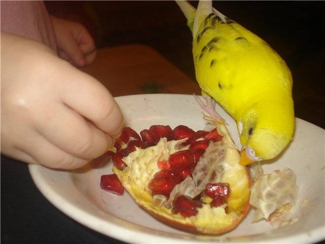 Какие фрукты можно давать волнистому попугаю. их польза и вред