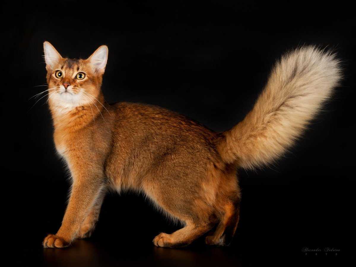 Сомалийская кошка (фото): настоящий член семьи