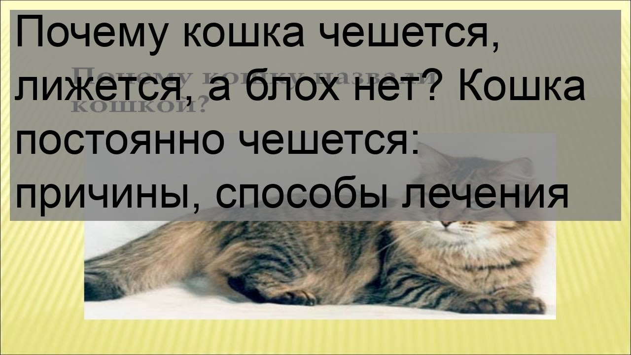 Расчесы у кошек: причины возникновения и что этим делать