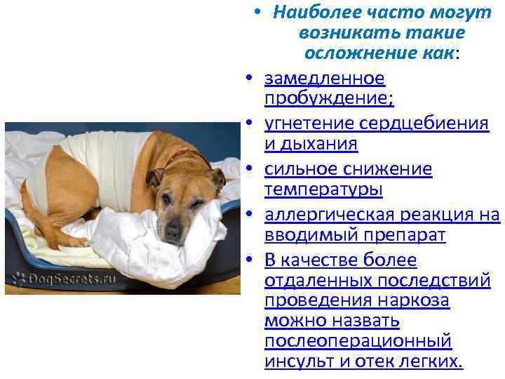 Реабилитация собаки после стерилизации •
