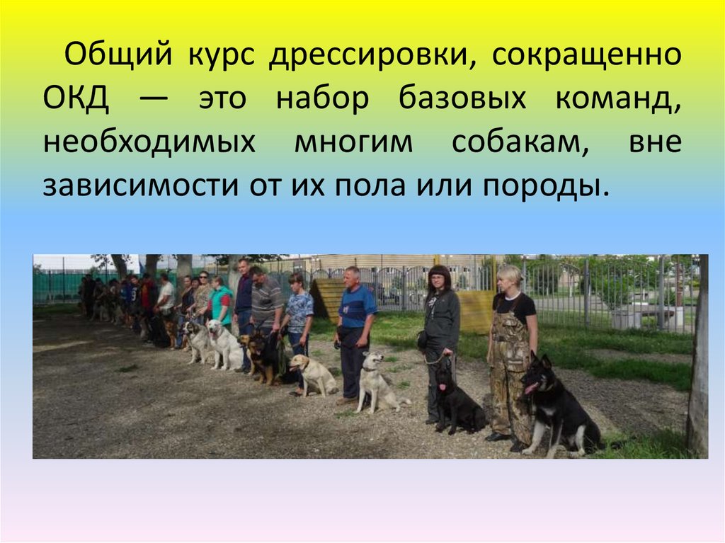 ᐉ окд для собак: что такое общий курс дрессировки, что входит - kcc-zoo.ru